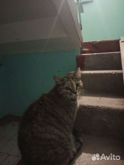 Отдам кошку в добрые руки