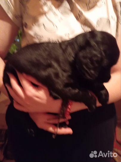 Милые щеночки в добрые руки отдаю