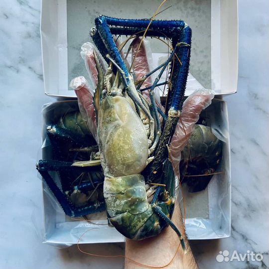 Креветка Скампи