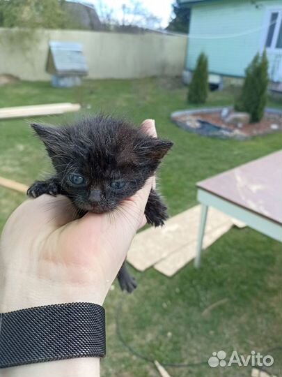 Котята в добрые руки бесплатно