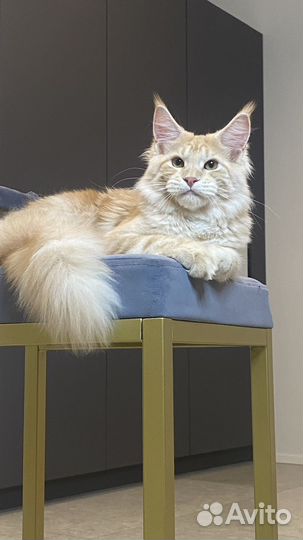 Мейнкун мальчик