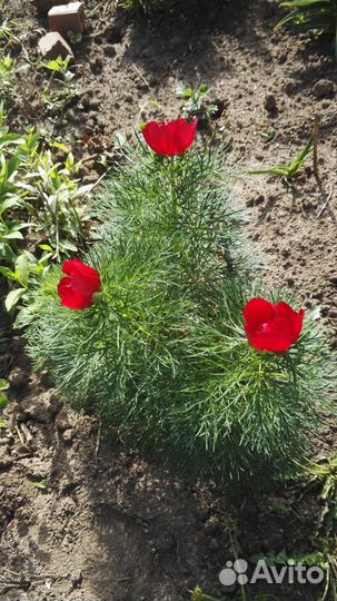 Пионы, гортензии и другие цветы