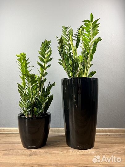 Замиокулькас в кашпо H 115