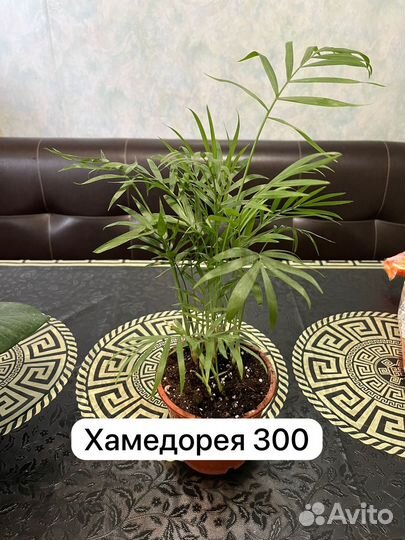 Комнатные цветы