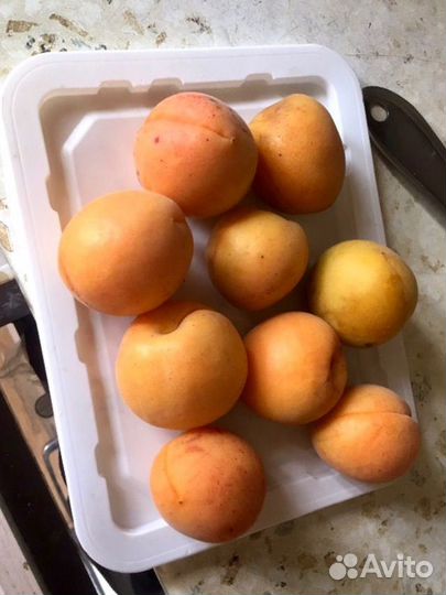 Саженцы абрикоса. Абрикос краснощекий