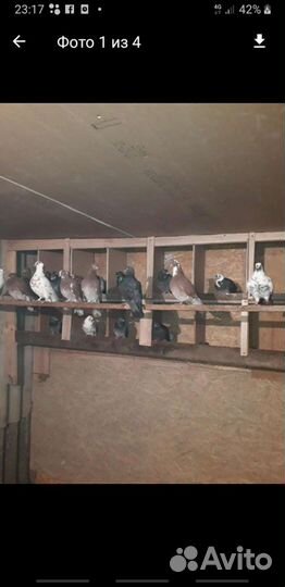 Голуби певчие