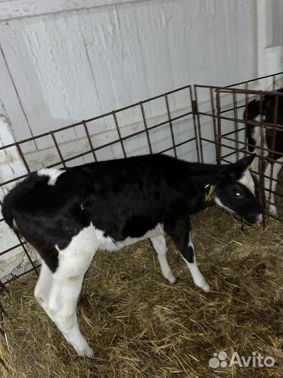 Бычки Холмогорской породы