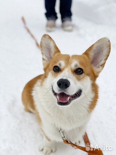 Вельш-корги пемброк вязка, Кобель, Чемпион