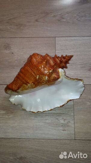 Ракушка морская большая