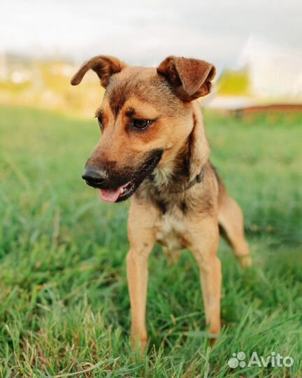 Мальчик Боня ищет дом