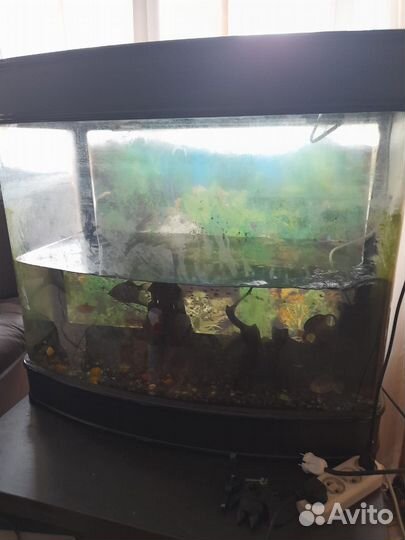 Аквариум
