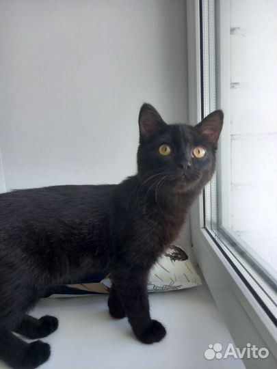 Черный котенок в добрые руки девочка