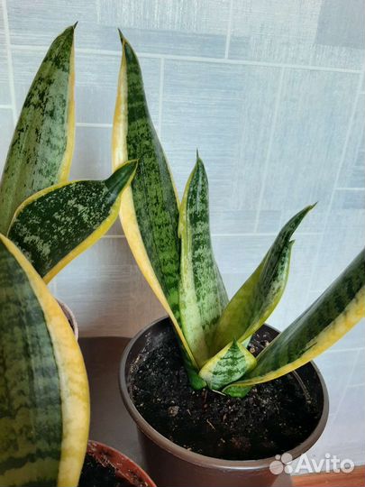 Сансевиерия лауренти