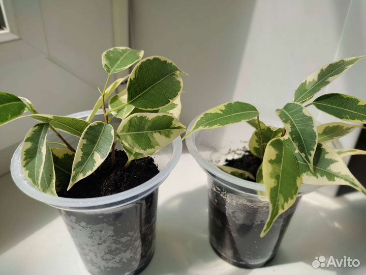 Сортовые фикусы