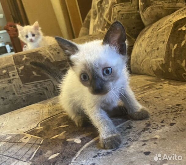 Кошка в дар бесплатно