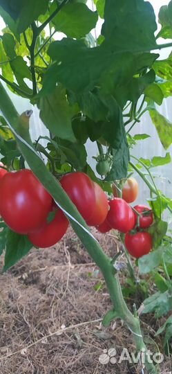 Помидоры домашние