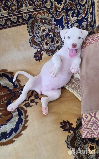 Шикарные малыши,с документами апбт