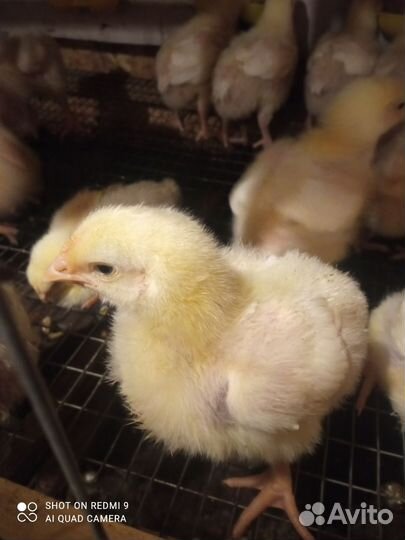 Цыплята бройлеры кобб 500