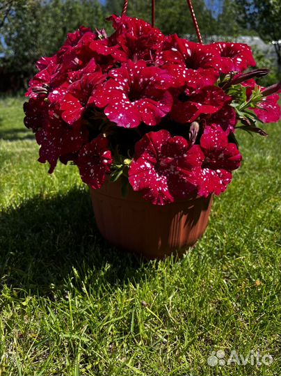 Рассада овощей и цветов