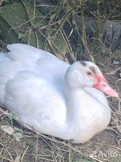 Мускусные утки, индоутки