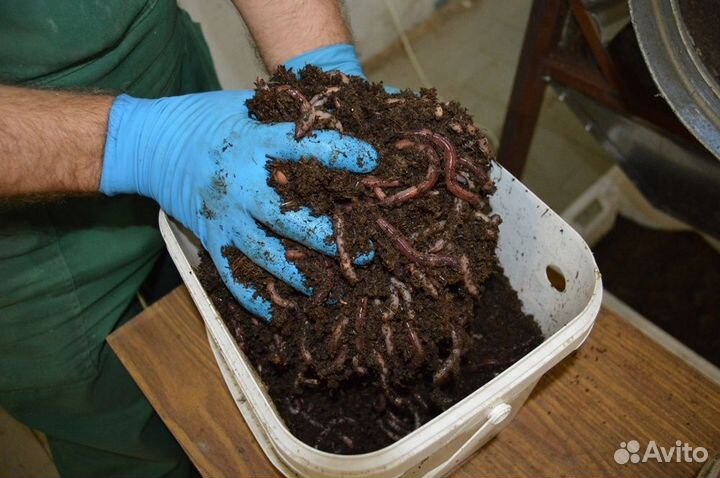 Червь Дендробена