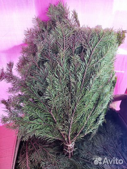 Веники для бани пихтовые