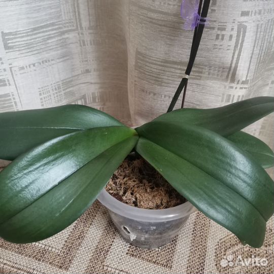 Орхидея фаленопсис