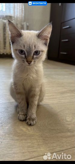 Разные породы