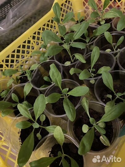 Рассада цветы Левкой