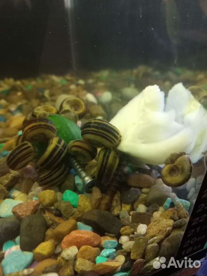 Аквариумные рыбки и улитки