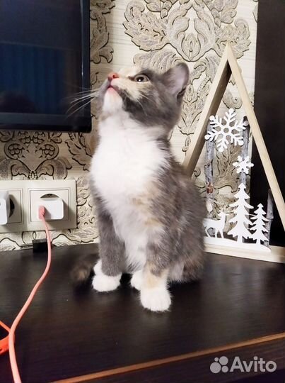 Котенок девочка бесплатно