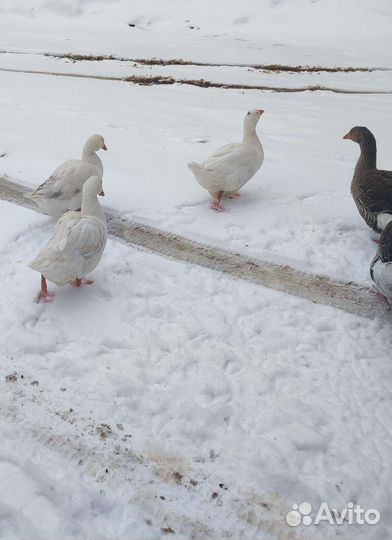 Петух,; гусыни