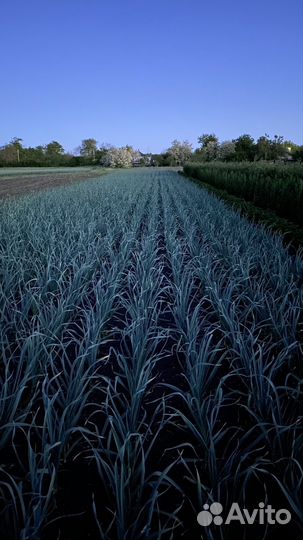 Чеснок семенной оригинальный