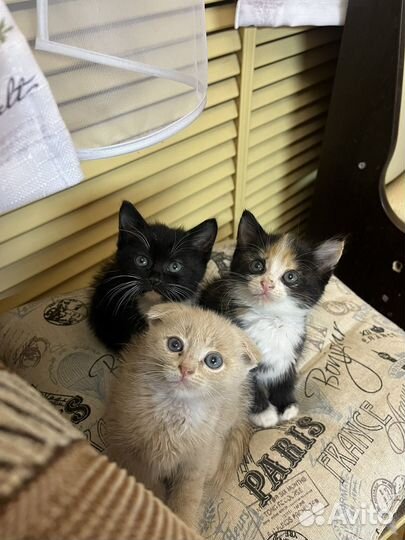 Котята