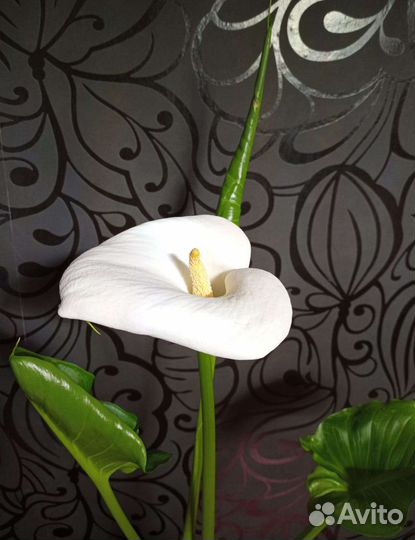 Белая калла