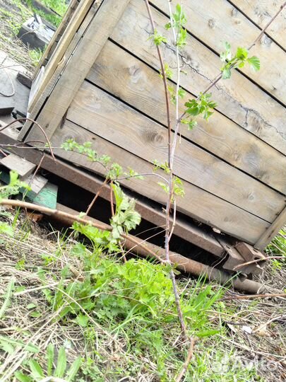 Отводки крыжовника и кемберлен