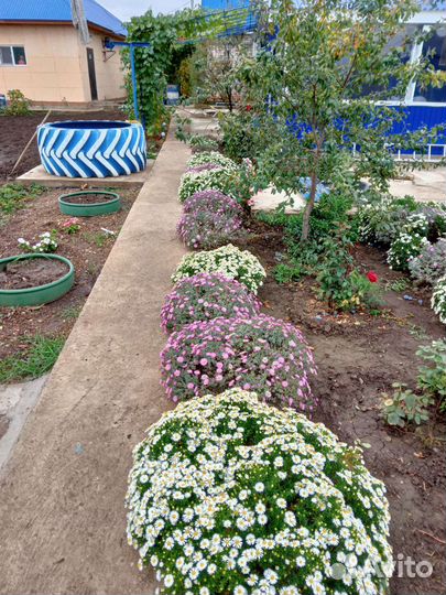 Сентябринки