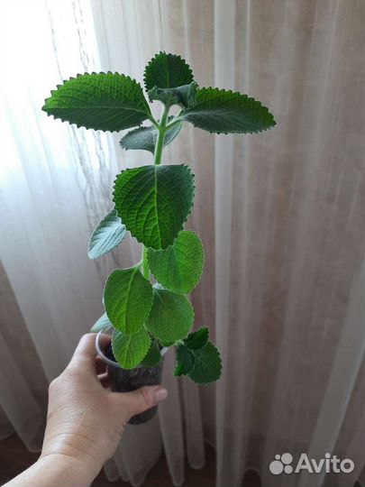 Мята комнатная