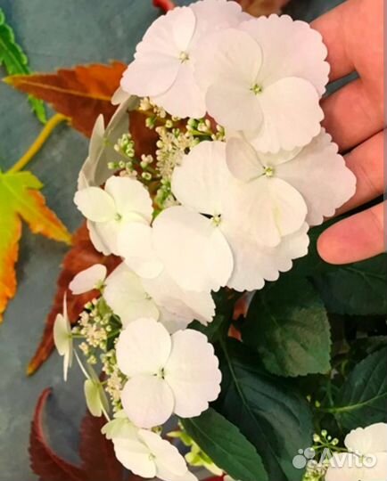 Гортензия Сбежавшая невеста