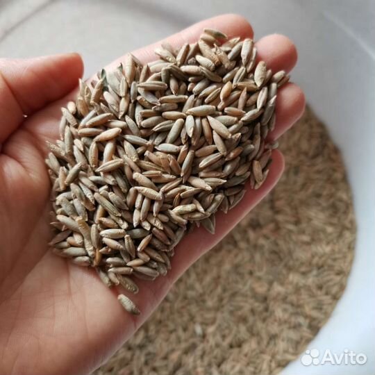 Рожь органическая