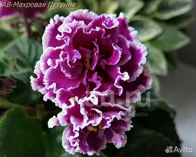 Фиалка махровая