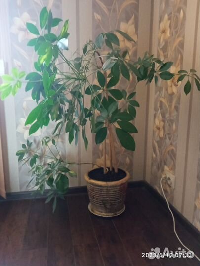 Комнатные домашние растения