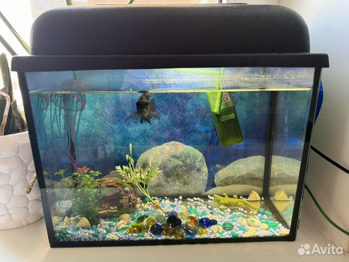 Аквариум с рыбками