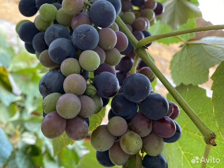 Виноград изабелла