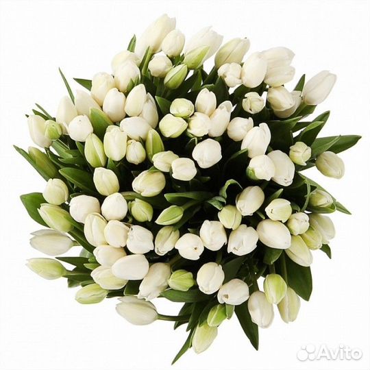 Букет из 101 белого тюльпана, цветы доставка