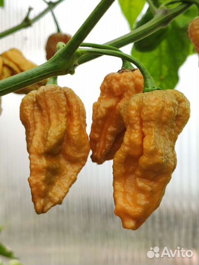 Семена острых и сверхострых перцев