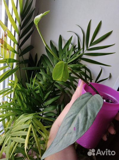 Комнатные растения