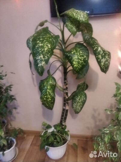 Диффенбахия и сциндапсус в одном горшке