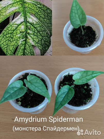 Монстеры Peru, Альба, Амидриум Spiderman