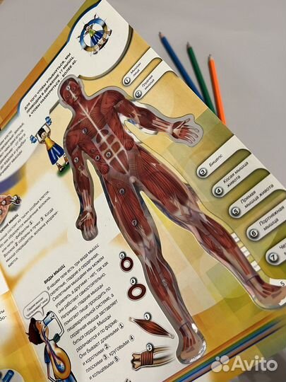 Книга Тело человека